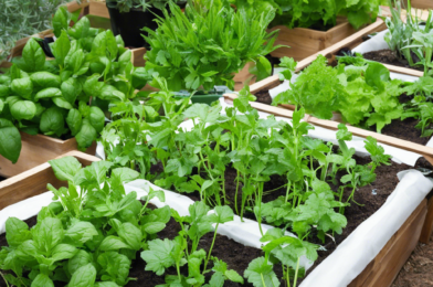 How to Grow Your Own Herbs and Vegetables to Save Money